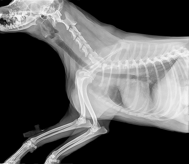 Radiografía perro
