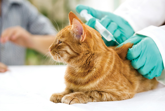 Vacuna gato inyección